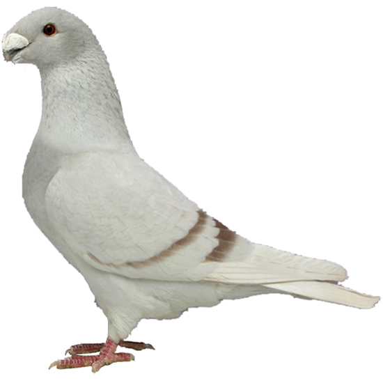 American Show Racer Pigeon